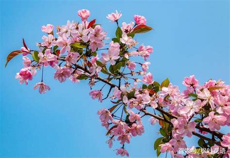 海棠花风水|海棠花的寓意与象征风水（探究海棠花的花语和风水意义）